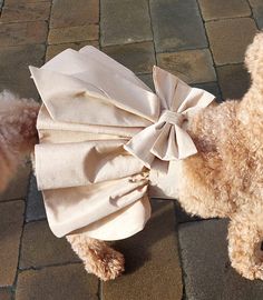 a poodle wearing a white dress on its back paws at the camera while standing on cobblestone pavement