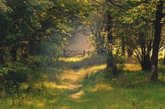 a path in the woods leading to a bench