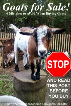 a goat standing on top of a wooden post next to a red and white stop sign