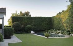 Weeping lilly pilly around the pool was existing, but Anthony Wyer added more plants to make it dense. Hedge Around Pool, Lilly Pilly Hedge Landscape Design, Lilly Pilly Tree, Weeping Lilly Pilly, Plungie Max Pool, Hampton Style Home, Lilly Pilly, Mount Martha, Hampton Style