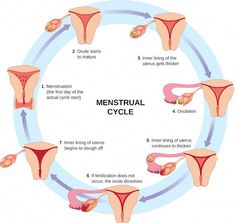 the menstrual cycle is shown with different stages in each part of the circle