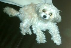 a small white dog sitting on top of a black floor next to a pillow and blanket