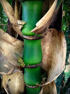 a tall green plant with leaves on it