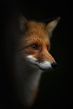 a close up of a red fox's face