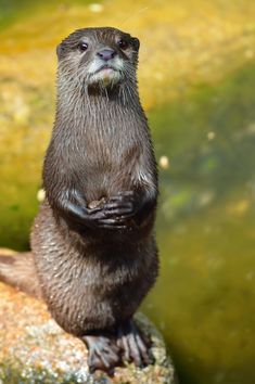 an otter standing on top of a rock