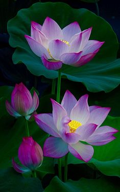 three pink lotus flowers with green leaves