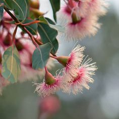 some pink flowers and green leaves on a tree