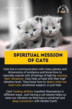 Cats live in communication with many planes and dimensions of existence and know-how to naturally coexist with all beings of light by sensing their vibrations. Beings Of Light, Cat Help, Healing Powers, Emotional Support, Mother Earth, Communication, Healing