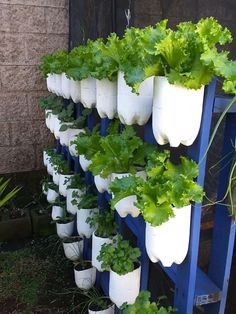 many plants are growing in white pots on a blue shelf