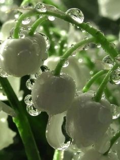 some white flowers with drops of water on them