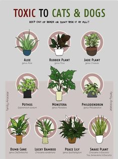 a poster showing different types of house plants