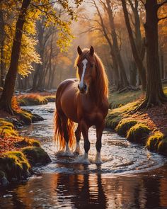 a horse standing in the middle of a stream with trees and grass around it on either side