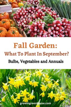 an assortment of vegetables and flowers with text overlay that reads fall garden what to plant in september? bulbs, vegetables and annuals