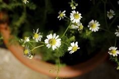 small white flowers are growing in a pot