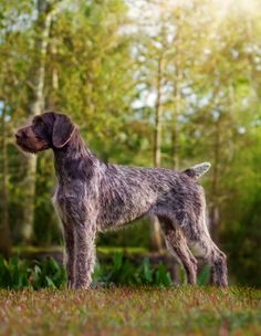 a dog standing on top of a grass covered field next to trees and bushes in the background