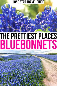 the prettiest places in bluebonnets lone star travel guide by lonely star travel guide