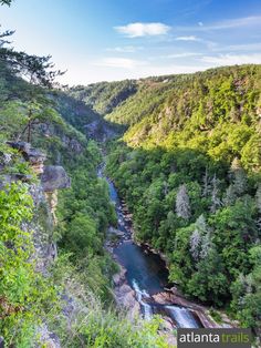 a river running through a lush green forest