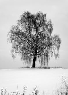 black and white photograph of a tree in the middle of winter with snow on ground