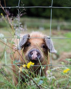 a pig sticking its head through a wire fence with flowers in the foreground and trees in the background