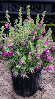 a potted plant with purple flowers sitting in the dirt next to a black car