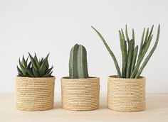 three different types of plants in baskets on a table