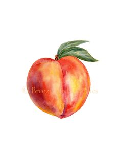 watercolor painting of two peaches with green leaves