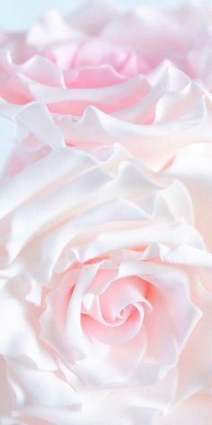 a close up view of a pink and white rose