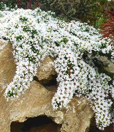 some white flowers growing out of a rock