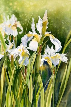 watercolor painting of white irises in green grass with sunlight shining through the leaves