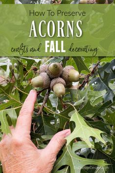 a hand reaching for acorns on a tree