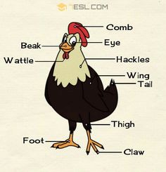 the parts of a chicken labeled in their body and head, neck, legs, and feet