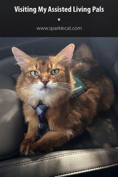 a cat wearing a tie sitting on top of a leather chair with the caption saying visiting my assisted living pals