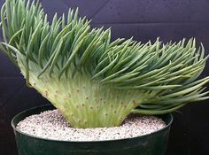 a large green plant with lots of dirt in it's potted plantspot