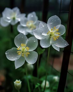 some white flowers with water droplets on them