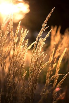 the sun shines brightly behind some tall grass in front of a street light at night