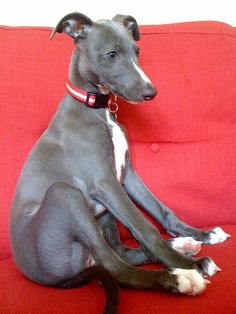 a gray dog sitting on top of a red couch next to a white and black cat