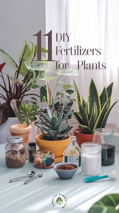 various houseplants and plants on a table with the title diy fertilizers for plants