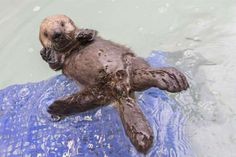 an animal that is floating in the water with it's head on its back