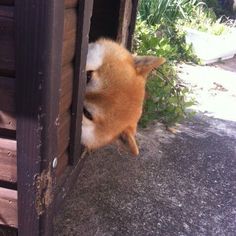 a small dog sticking its head out of a wooden door way into a yard area