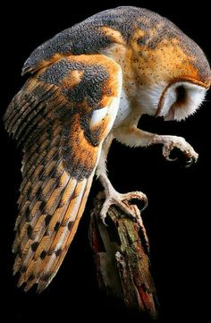 an owl perched on top of a tree branch with it's wings spread out