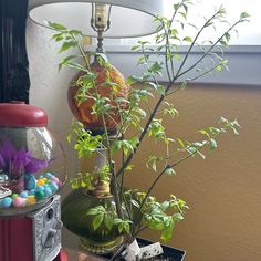 a small tree in a pot next to a lamp and other items on a table