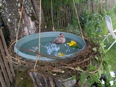 a bird bathes in the middle of a garden with flowers hanging from it's sides