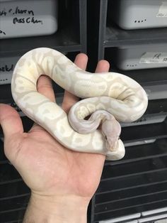 a person holding a white snake in their hand