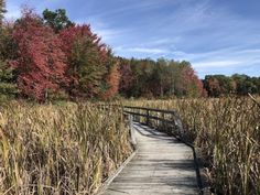 a wooden walkway leads through tall grass and trees in the background with autumn foliage on either side