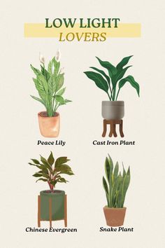 four different types of house plants in pots with the words low light lover's