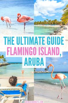 the ultimate guide to flamingo island, aruba and other tropical destinations in the united states