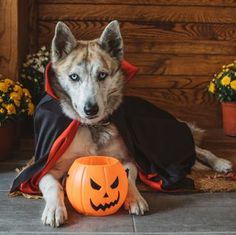 a dog wearing a halloween costume next to a pumpkin