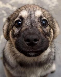 a close up of a dog's face looking at the camera