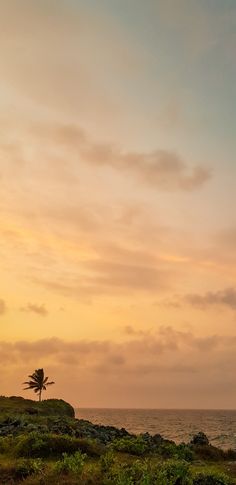 an elephant standing on top of a lush green field next to the ocean at sunset