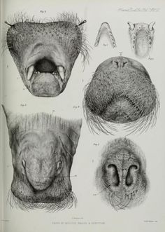 an old book with drawings of different animals'mouths and noses, including the nose